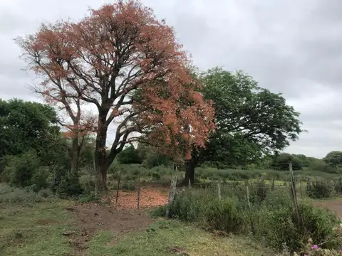 La Aurora