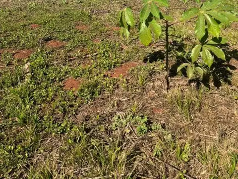 José Ramallo Garupa , Piso No definido