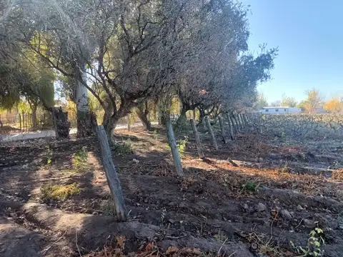 Terreno en Venta 50  mts Fondo