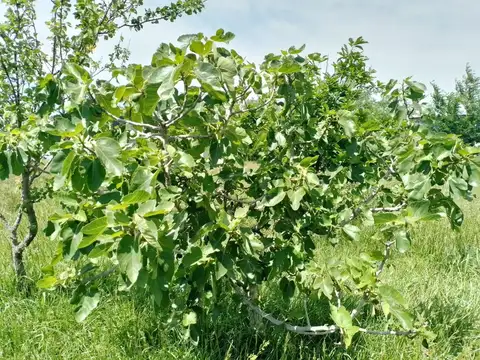 Prolongación Avenida Massey y Rotonda