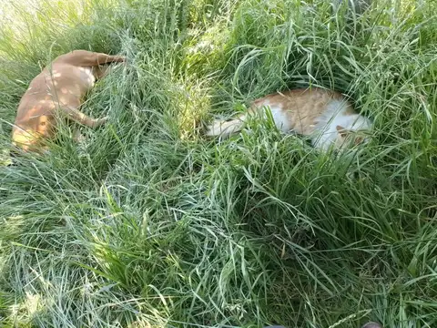 Terreno en venta - 13.649Mts2 - Lincoln