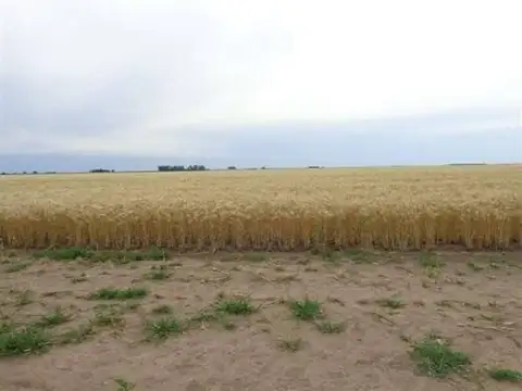 La Pampa 100