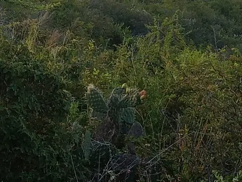 VENTA- CAMPO “LA BUENAVENTURA”– 100 HAS- VILLA TULUMBA