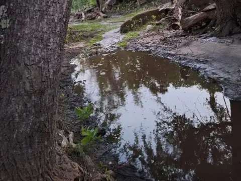 VENTA- CAMPO “LA BUENAVENTURA”– 100 HAS- VILLA TULUMBA