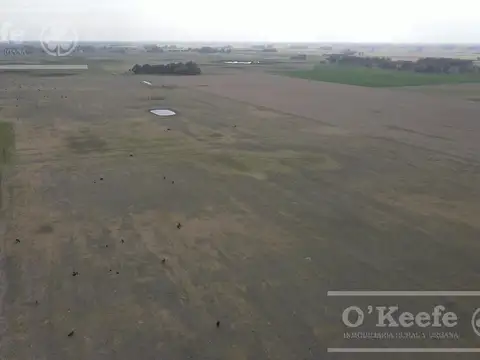 335 Has mixtas en Saladillo. 80% sembrable