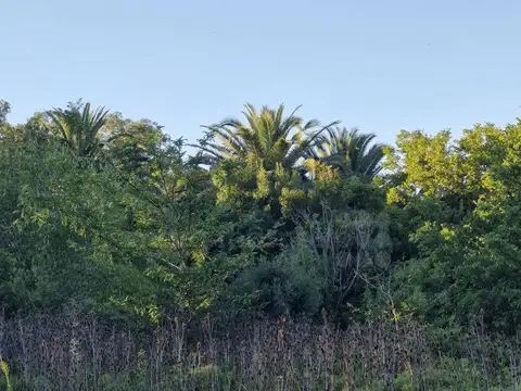 LOTE CON PALMERAS EN VENTA EN CHASCOMUS
