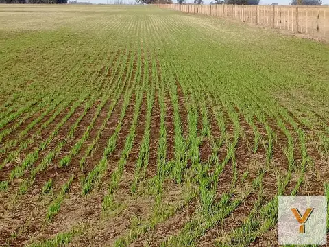 Campo en Venta -  - 540mts - Saladillo