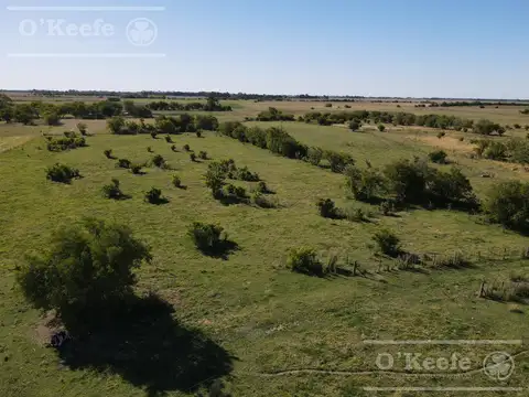 Campo Ganadero 137 has - Ideal Tambo -  Sobre Ruta -  Ranchos