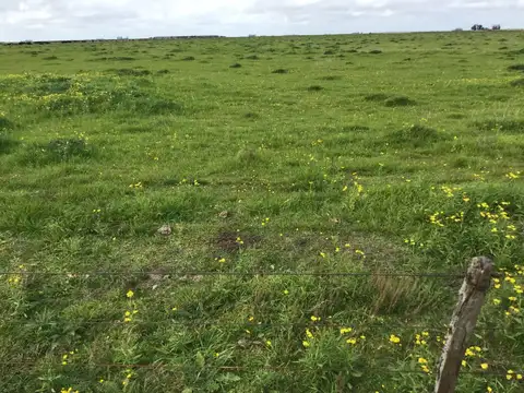 Campo Agricola-ganadero