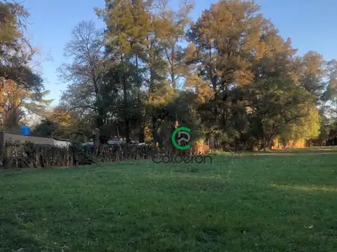 Aime Shiffellly 2000