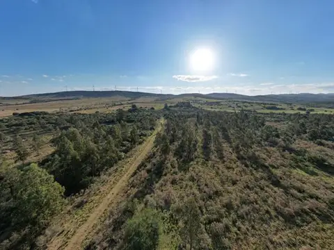 Venta campo Ganadero Forestal Maldonado Uruguay