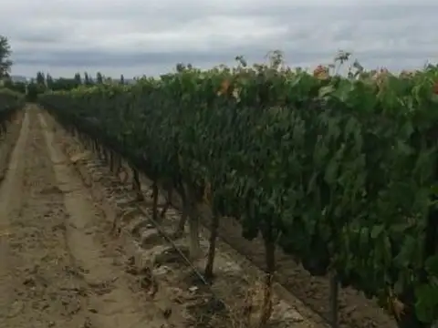VENTE DE FINCA 25 HECTAREAS CAMPO VIDAL TUPUNGATO