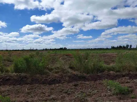 Campo 45 Ha y Bodega en La Pega Lavalle Mendoza