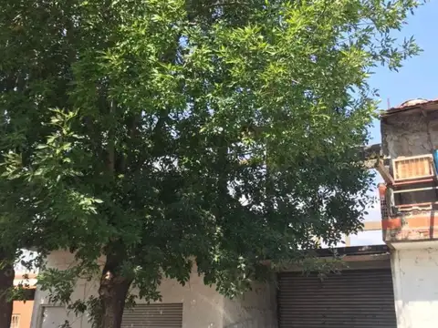 Quirno 1300