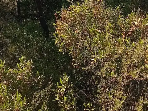 VENTA DE TERRENO DE 1700m CAPILLA DEL MONTE