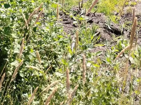 Terreno en Venta en Villa Correntoso, USD 55.000