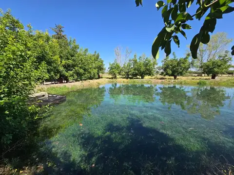 VENTA  FINCA 12 HECTAREAS CAMPO VIDAL TUPUNGATO