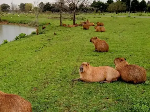 Nordelta - Casuarinas