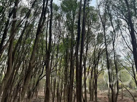 Terreno en Venta 13  mts Frente