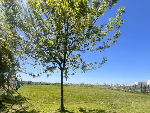 Terreno en Venta en Countries y Barrios Cerrados en Berazategui, USD 85.000