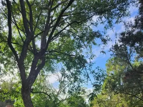 Chacra en venta - 5ha - San Pedro