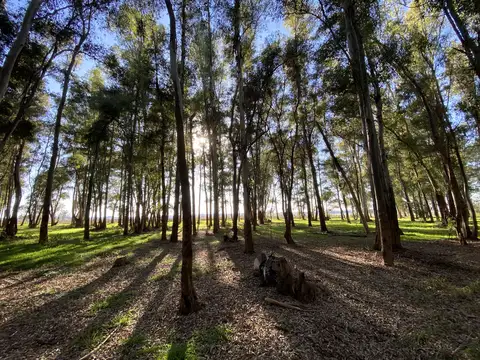 Terreno en Venta de 40000,0 m2