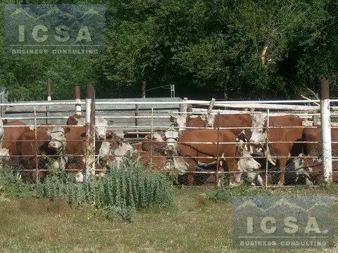 INMOBILIARIA COMODORO - ESTANCIA TROFEO EN ESQUEL.. 