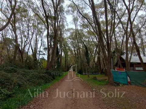 Las margaritas entre Los malvones y Los pensamientos