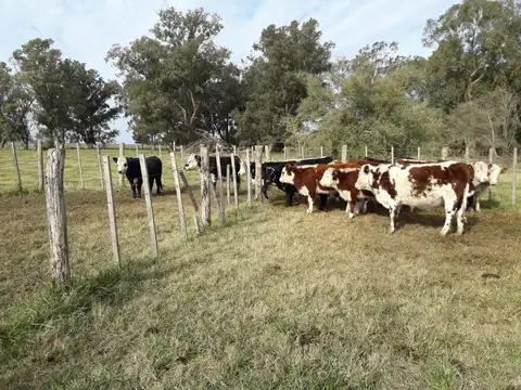 Campo en Venta en Del Carril, Partido de Saladillo