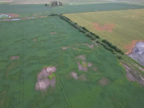 CAMPO MIXTO DE 120 HECTÁREAS EN DEL CARRIL  PDO DE SALADILLO