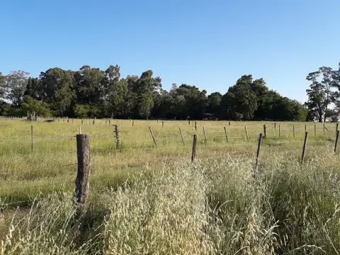 Campo en Venta Agrícola
