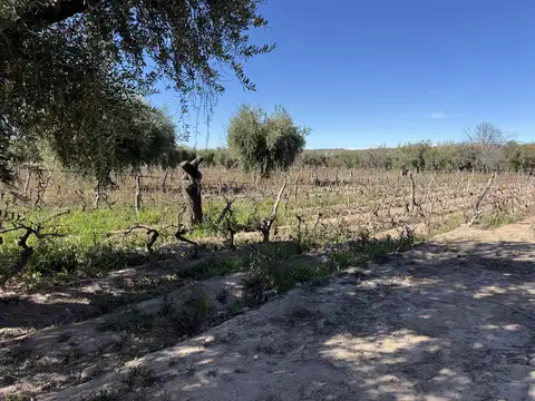 VENTA DE FINCA EN LUNLUNTA