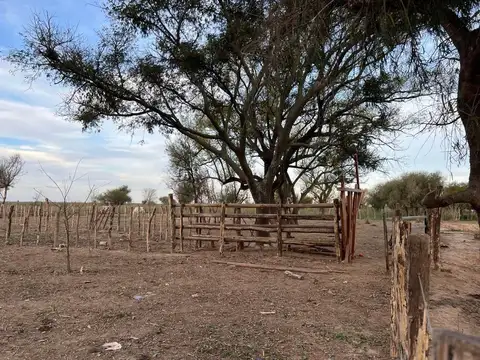 985 Has ganaderas en las islas de Victoria