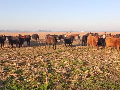 Campo en  Coronel Vidal 