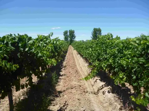 FINCA PRODUCTIVA EN LUJAN DE CUYO