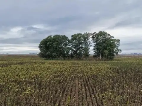 Ruta
