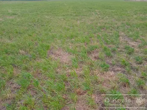 Campo 100% Agrìcola en venta de 178 has -  Loberia