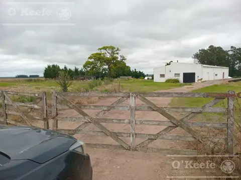 Campo 100% Agrìcola en venta de 178 has - Venta a tranquera de cerrada - Loberia