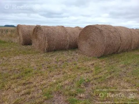 Campo 100% Agrìcola en venta de 178 has -  Loberia