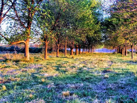 Lote en venta en EL PASO. Orientación Oeste