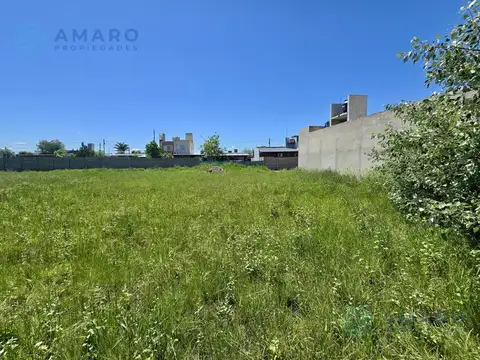 El Jacaranda y el Algarrobo