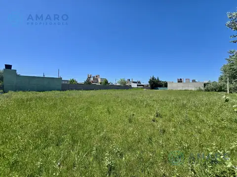 El Jacaranda y el Algarrobo