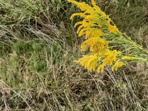 Campo en Venta con Alambrado