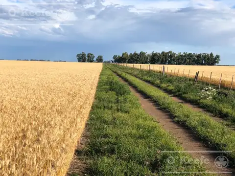 Campo en venta 330 has En Bolivar. Oportunidad de campo 60 % agrícola!