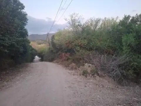 Bengolea