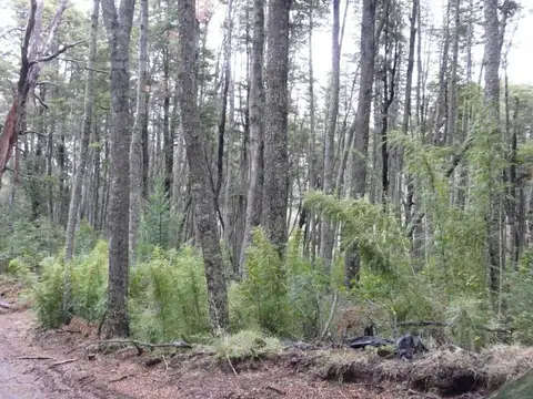 Faldeo del Bayo - Lote con bosque y arroyo ideal Turistico & Residencial
