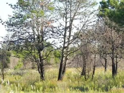 Terreno en Venta 30  mts Fondo