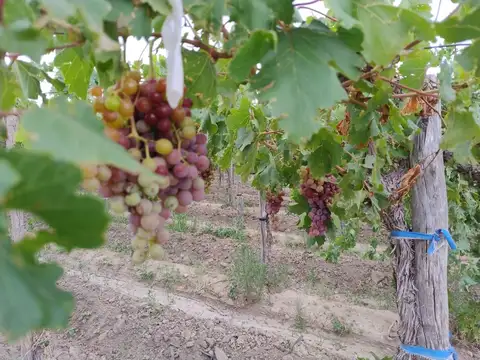 FINCA 6,49 HAS EN PRODUCCION, CARPINTERIA, POCITO