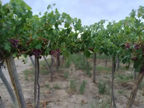 FINCA 6,49 HAS EN PRODUCCION, CARPINTERIA, POCITO