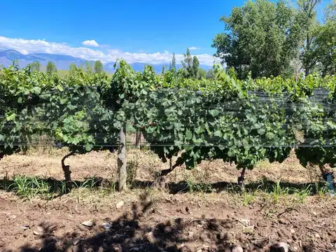 Terreno en Venta en Tunuyan, USD 550.000